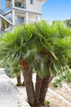 European Fan Palm - 7 Gallon Pot -Cheap Green Garden Store chamaerops humilis european fan palm 101