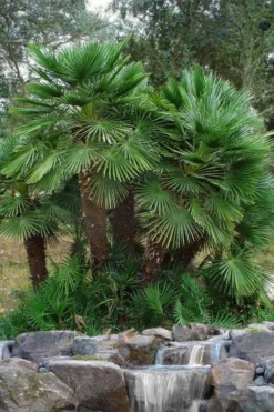 European Fan Palm - 7 Gallon Pot -Cheap Green Garden Store chamaerops humilis european fan palm 102