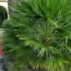 European Fan Palm - 7 Gallon Pot
