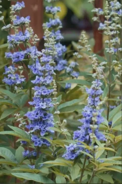 Blue Chaste Tree - Vitex Agnus-castus - 1 Gallon Pot -Cheap Green Garden Store chaste tree blue 103