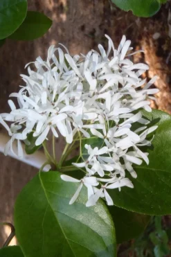 Tokyo Tower Chinese Fringe Tree (Chionanthus Retusus) - 7 Gallon Pot (6-7') -Cheap Green Garden Store chionanthus retusus tokyo tower chinese fringe tree 4