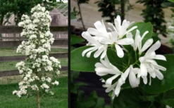 Tokyo Tower Chinese Fringe Tree (Chionanthus Retusus) - 7 Gallon Pot (4-5') 12 Tokyo Tower Chinese Fringe Tree (Chionanthus Retusus) - 7 Gallon Pot (4-5') -Cheap Green Garden Store chionanthus retusus tokyo tower chinese fringe tree 6 1