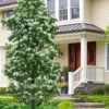 Tokyo Tower Chinese Fringe Tree (Chionanthus Retusus) - 7 Gallon Pot (4-5')