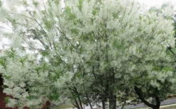 Grancy Graybeard - White Fringe Tree - 1 Gallon Pot -Cheap Green Garden Store chionanthus virginicus grancy greybeard multi stem tree 4