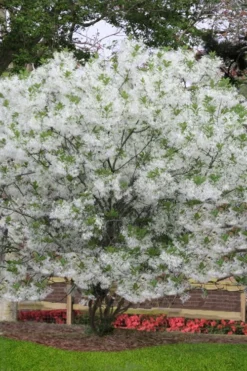 Grancy Graybeard - White Fringe Tree - 1 Gallon Pot -Cheap Green Garden Store chionanthus virginicus grancy greybeard multi stem tree 6