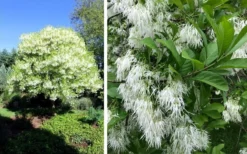 Grancy Graybeard - White Fringe Tree - 7 Gallon Pot (2-3') -Cheap Green Garden Store chionanthus virginicus grancy greybeard single stem tree 1