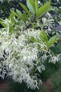 Spring Fleecing Fringe Tree (Chionanthus Virginicus) - 7 Gallon Pot (3-4') -Cheap Green Garden Store chionanthus virginicus spring fleecing fringe tree 1