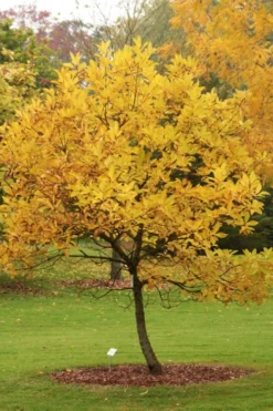 Spring Fleecing Fringe Tree (Chionanthus Virginicus) - 7 Gallon Pot (3-4') -Cheap Green Garden Store chionanthus virginicus spring fleecing fringe tree 2