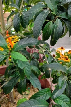 Spring Fleecing Fringe Tree (Chionanthus Virginicus) - 7 Gallon Pot (3-4') -Cheap Green Garden Store chionanthus virginicus spring fleecing fringe tree 3