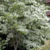 Spring Fleecing Fringe Tree (Chionanthus Virginicus) - 7 Gallon Pot (3-4')
