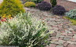 Summer Sparkler Summersweet (Clethra) - 1 Gallon Pot -Cheap Green Garden Store clethra alnifolia summer sparkler summersweet 20