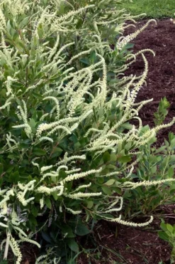 Summer Sparkler Summersweet (Clethra) - 1 Gallon Pot -Cheap Green Garden Store clethra alnifolia summer sparkler summersweet 5