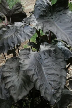 Royal Hawaiian Black Coral Elephant Ear (Colocasia) - 1 Gallon Pot 9 Royal Hawaiian Black Coral Elephant Ear (Colocasia) - 1 Gallon Pot -Cheap Green Garden Store colocasia esculenta black coral elephant ear 4