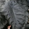 Royal Hawaiian Black Coral Elephant Ear (Colocasia) - 1 Gallon Pot