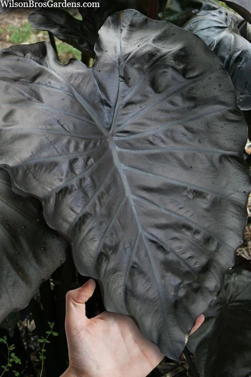 Royal Hawaiian Black Coral Elephant Ear (Colocasia) - 1 Gallon Pot 1 Royal Hawaiian Black Coral Elephant Ear (Colocasia) - 1 Gallon Pot