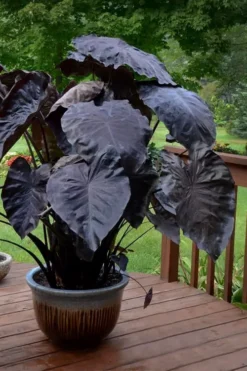 Royal Hawaiian Black Coral Elephant Ear (Colocasia) - 1 Gallon Pot 10 Royal Hawaiian Black Coral Elephant Ear (Colocasia) - 1 Gallon Pot -Cheap Green Garden Store colocasia esculenta black coral elephant ear 7