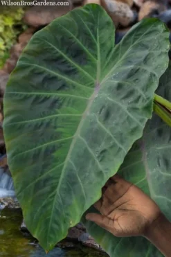 Maximus Gigante Hardy Elephant Ear (Colocasia) - 5 Gallon Pot -Cheap Green Garden Store colocasia maximus gigante elephant ears 3