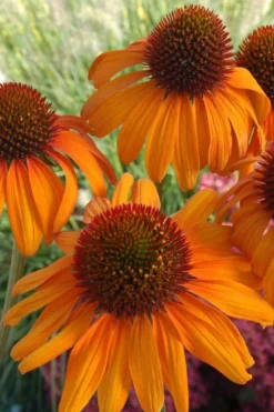 Tiki Torch Orange Coneflower (Echinacea) - 1 Gallon Pot -Cheap Green Garden Store coneflower tiki torch 500x750 1