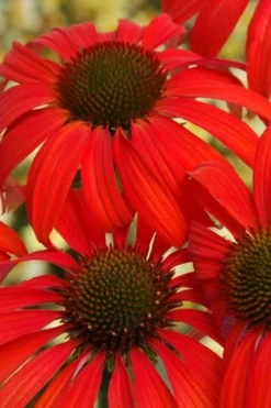 Tomato Soup Coneflower (Echinacea) - 1 Gallon Pot -Cheap Green Garden Store coneflower tomato soup 500x750 1