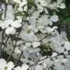 Jean's Appalachian Snow White Dogwood Tree - 3 Gallon Pot