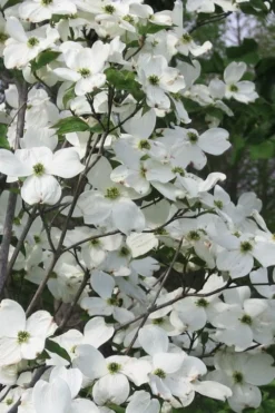 Jean's Appalachian Snow White Dogwood Tree - 3 Gallon Pot