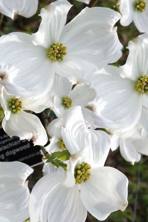 Jean's Appalachian Snow White Dogwood Tree - 3 Gallon Pot 4 Jean's Appalachian Snow White Dogwood Tree - 3 Gallon Pot - Image 4