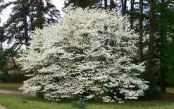 Native White Flowering Dogwood (Cornus Florida) - 3 Gallon Pot 14 Native White Flowering Dogwood (Cornus Florida) - 3 Gallon Pot -Cheap Green Garden Store cornus florida white flowering dogwood 1