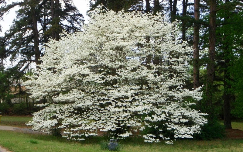 Native White Flowering Dogwood (Cornus Florida) - 3 Gallon Pot 4 Native White Flowering Dogwood (Cornus Florida) - 3 Gallon Pot - Image 4