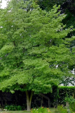 Native White Flowering Dogwood (Cornus Florida) - 3 Gallon Pot 15 Native White Flowering Dogwood (Cornus Florida) - 3 Gallon Pot -Cheap Green Garden Store cornus florida white flowering dogwood 3