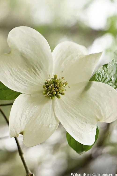 Native White Flowering Dogwood (Cornus Florida) - 3 Gallon Pot 9 Native White Flowering Dogwood (Cornus Florida) - 3 Gallon Pot - Image 9