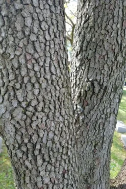 Native White Flowering Dogwood (Cornus Florida) - 3 Gallon Pot 17 Native White Flowering Dogwood (Cornus Florida) - 3 Gallon Pot -Cheap Green Garden Store cornus florida white flowering dogwood 8