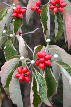 Native White Flowering Dogwood (Cornus Florida) - 3 Gallon Pot 18 Native White Flowering Dogwood (Cornus Florida) - 3 Gallon Pot -Cheap Green Garden Store cornus florida white flowering dogwood fruit berries 9
