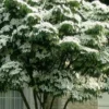 White Kousa Chinese Dogwood (Multi-Trunk) - 7 Gallon Pot (4-5')