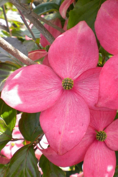 Pink Chinese Dogwood - Cornus Kousa 'Satomi' - 2 Gallon Pot 5 Pink Chinese Dogwood - Cornus Kousa 'Satomi' - 2 Gallon Pot - Image 5