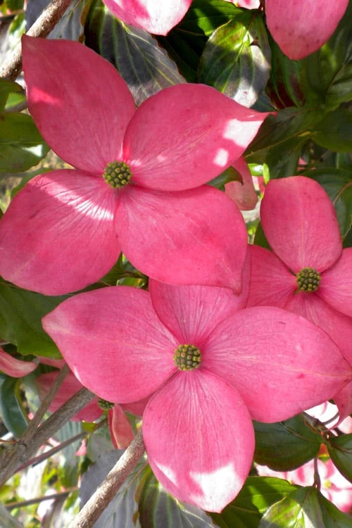 Pink Chinese Dogwood - Cornus Kousa 'Satomi' - 2 Gallon Pot 1 Pink Chinese Dogwood - Cornus Kousa 'Satomi' - 2 Gallon Pot
