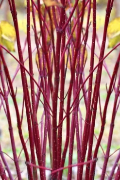 Red Osier Red Twig Dogwood (Cornus Sericea) - 2 Gallon Pot -Cheap Green Garden Store cornus sericera red osier dogwood 1