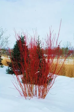 Red Osier Red Twig Dogwood (Cornus Sericea) - 2 Gallon Pot -Cheap Green Garden Store cornus sericera red osier dogwood 4