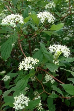 Red Osier Red Twig Dogwood (Cornus Sericea) - 2 Gallon Pot -Cheap Green Garden Store cornus sericera red osier dogwood 5