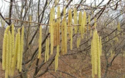 American Hazelnut (Filbert) - 3 Gallon Pot -Cheap Green Garden Store corylus american american hazelnut fall leaves 10 2
