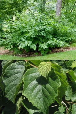 American Hazelnut (Filbert) - 3 Gallon Pot -Cheap Green Garden Store corylus american american hazelnut fall leaves 13 2