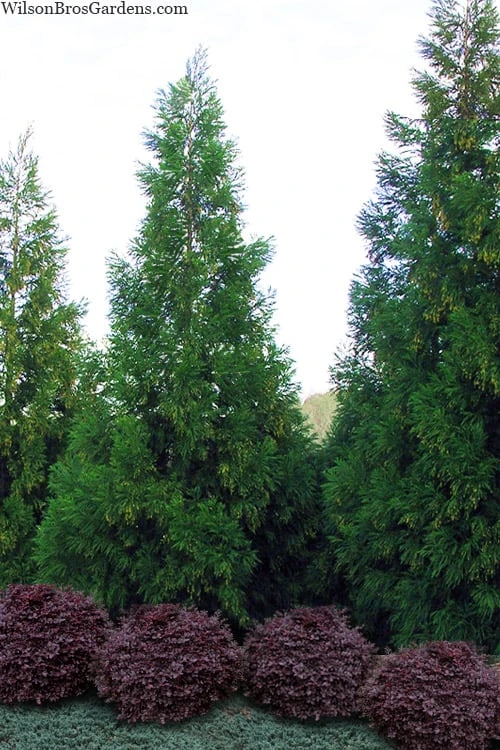 Radicans Cryptomeria (Japanese Cedar) - 7 Gallon Pot (3-4') 1 Radicans Cryptomeria (Japanese Cedar) - 7 Gallon Pot (3-4')