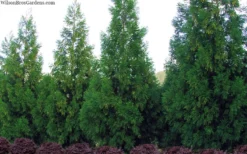 Radicans Cryptomeria (Japanese Cedar) - 7 Gallon Pot (4-5') 9 Radicans Cryptomeria (Japanese Cedar) - 7 Gallon Pot (4-5') -Cheap Green Garden Store cryptomeria japonica radicans 11 1