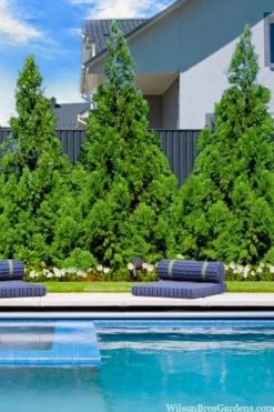 Radicans Cryptomeria (Japanese Cedar) - 1 Gallon Pot -Cheap Green Garden Store cryptomeria japonica radicans 5 1