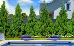 Radicans Cryptomeria (Japanese Cedar) - 3 Gallon Pot -Cheap Green Garden Store cryptomeria japonica radicans 7