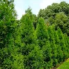 Radicans Cryptomeria (Japanese Cedar) - 1 Gallon Pot