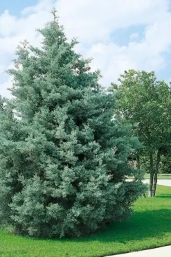 Carolina Sapphire Arizona Cypress - 7 Gallon Pot (3-4') -Cheap Green Garden Store cupressus arizonica arizona carolina sapphire cypress 102