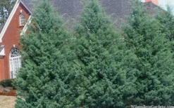 Carolina Sapphire Arizona Cypress - 7 Gallon Pot (3-4') -Cheap Green Garden Store cupressus arizonica arizona carolina sapphire cypress 103