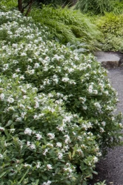 Jim's Pride White Summer Daphne - Daphne X Transatlantica - 1 Gallon Pot -Cheap Green Garden Store daphne jims pride 1 1