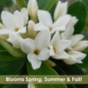 Jim's Pride White Summer Daphne - Daphne X Transatlantica - 1 Gallon Pot
