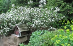 Jim's Pride White Summer Daphne - Daphne X Transatlantica - 3 Gallon Pot -Cheap Green Garden Store daphne jims pride 3